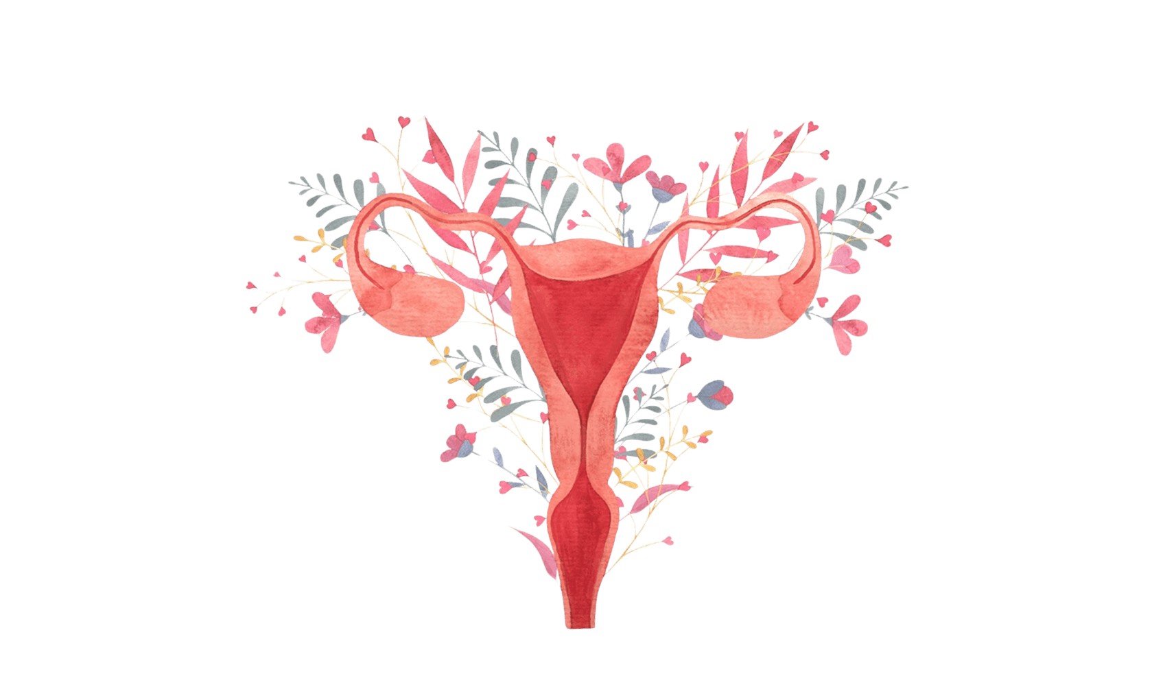 A botanical illustration representing women’s health and growth